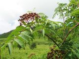 Sorbus sibirica. Ветвь со зреющим соплодием. Казахстан, Западный Алтай, горы Таловка (Собачьи Горы) у пер. Седло в окр. с. Солдатово, ≈ 1450 м н.у.м., обочина дороги и лугового разнотравья. 5 июля 2024 г.