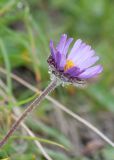 Erigeron thunbergii. Верхушка побега с соцветием в каплях тумана. Камчатский край, Елизовский р-н, подножие вулкана Авачинская сопка, луговина. 11.08.2024.