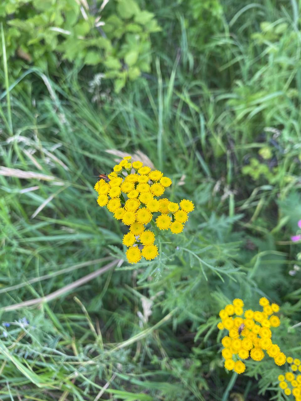 Image of Tanacetum vulgare specimen.