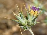 Cousinia polycephala. Верхушка побега с соцветием. Узбекистан, Ферганская дол., Андижанская обл., Андижанский р-н, окр. кишлака Храбек, адыр, глинистая почва. 10.06.2015.