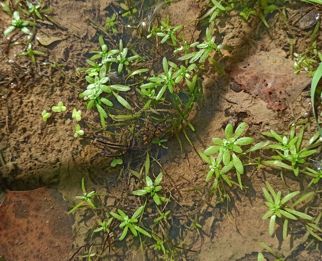 Image of genus Callitriche specimen.