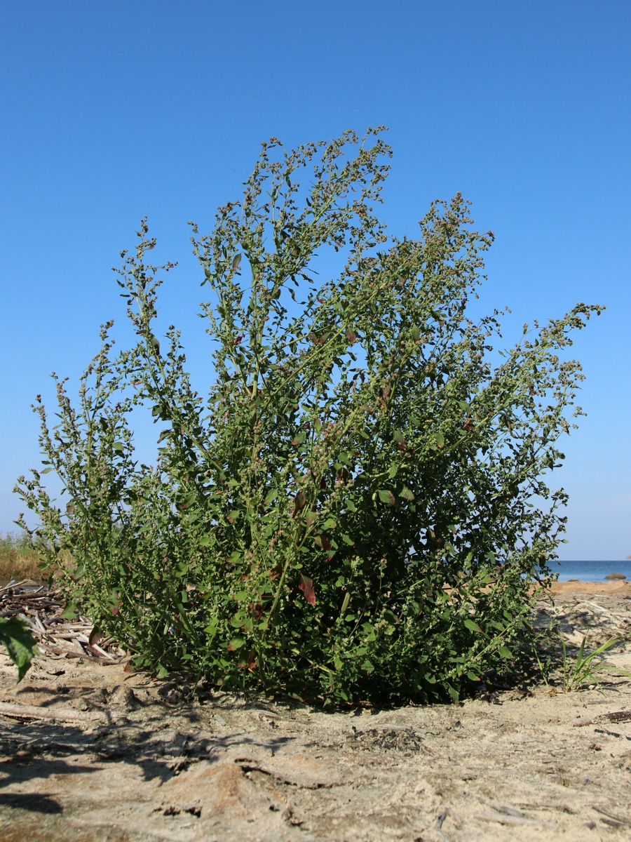 Изображение особи Chenopodium striatiforme.