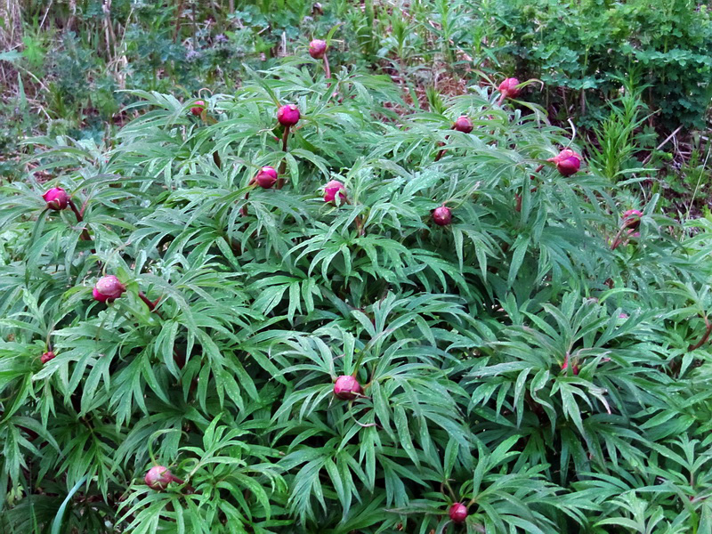 Image of Paeonia anomala specimen.