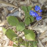 Смотреть изображение род Ceratostigma