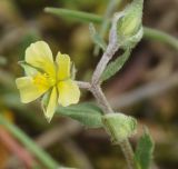 род Helianthemum