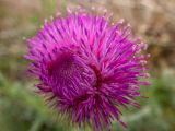Смотреть изображение Carduus uncinatus