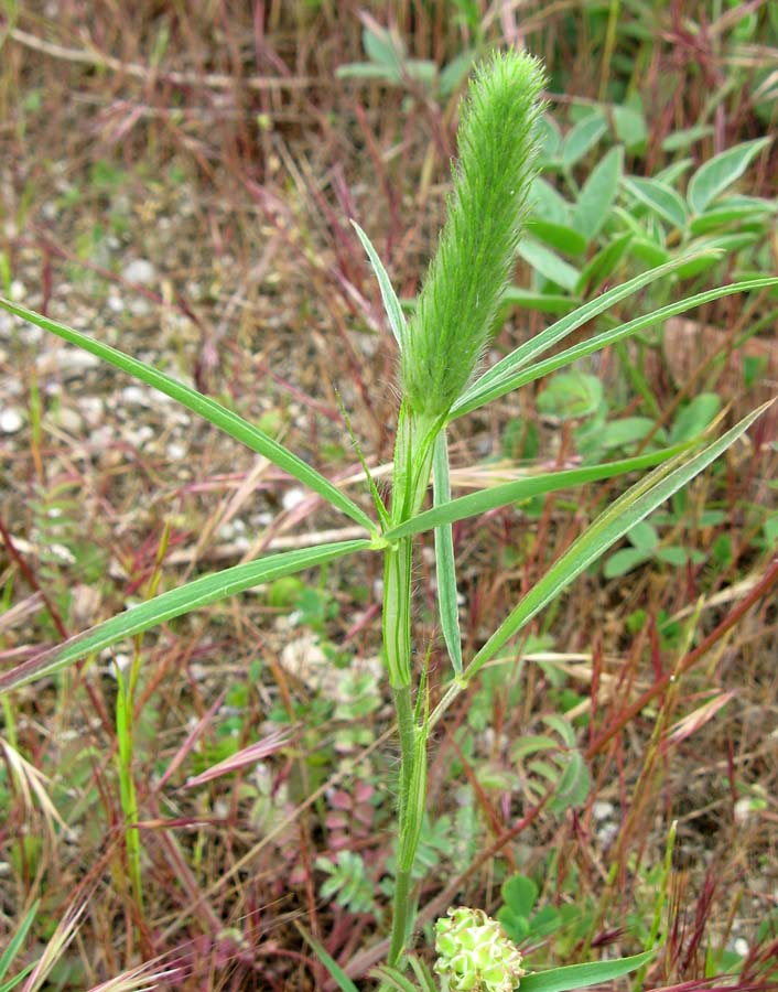 Image of Trifolium angustifolium specimen.