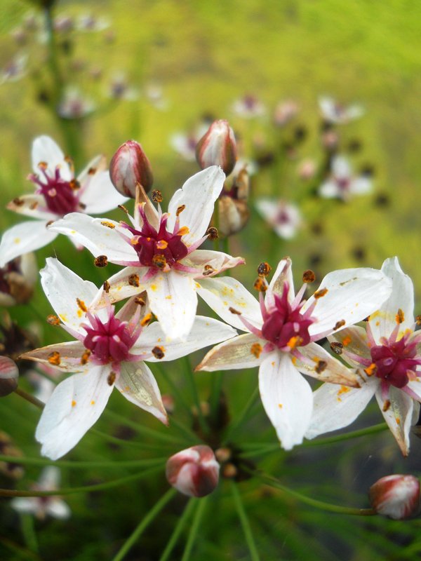 Изображение особи Butomus umbellatus.