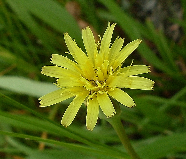 Изображение особи Scorzonera parviflora.