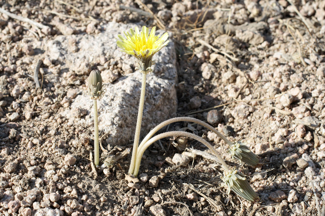 Image of Taraxacum turcomanicum specimen.