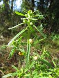 Pedicularis labradorica