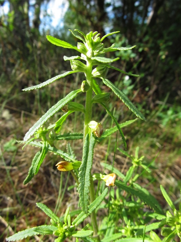 Изображение особи Pedicularis labradorica.