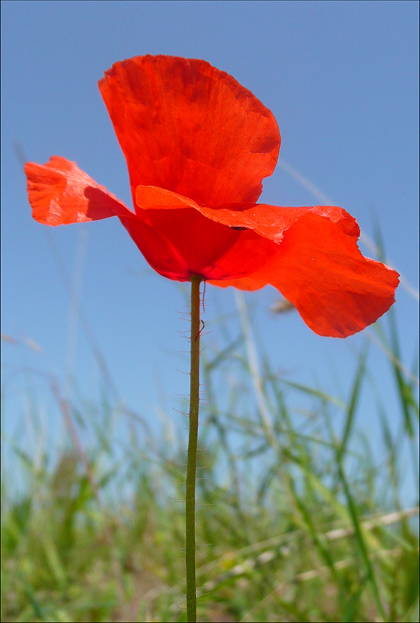 Image of Papaver rhoeas specimen.