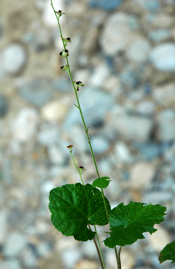 Image of Mitella nuda specimen.