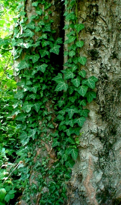 Image of Hedera helix specimen.