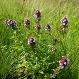 Thymus ovatus