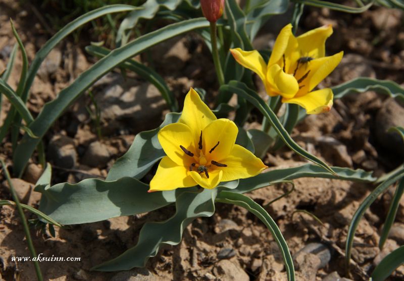 Изображение особи Tulipa lemmersii.