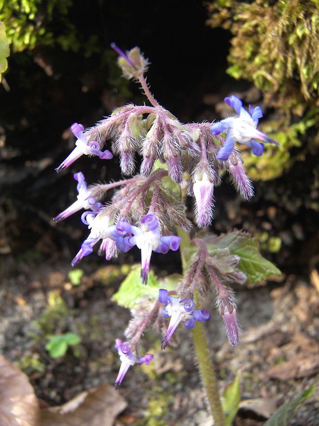 Image of Trachystemon orientalis specimen.