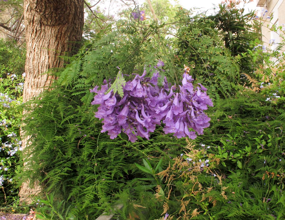 Image of Jacaranda mimosifolia specimen.