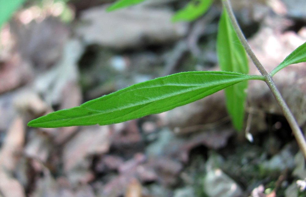 Image of genus Melampyrum specimen.