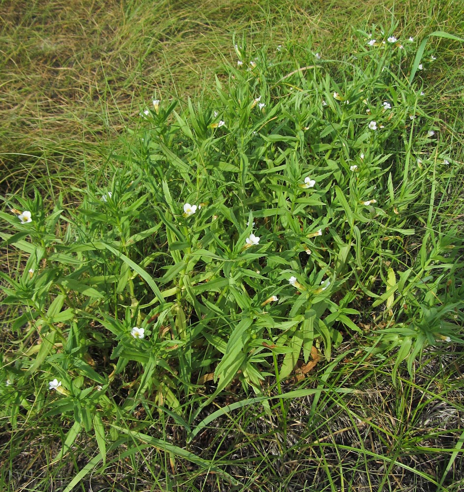 Изображение особи Gratiola officinalis.