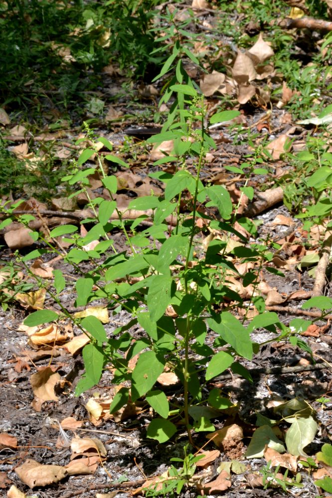 Image of Lipandra polysperma specimen.