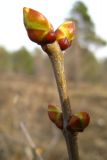 Syringa vulgaris