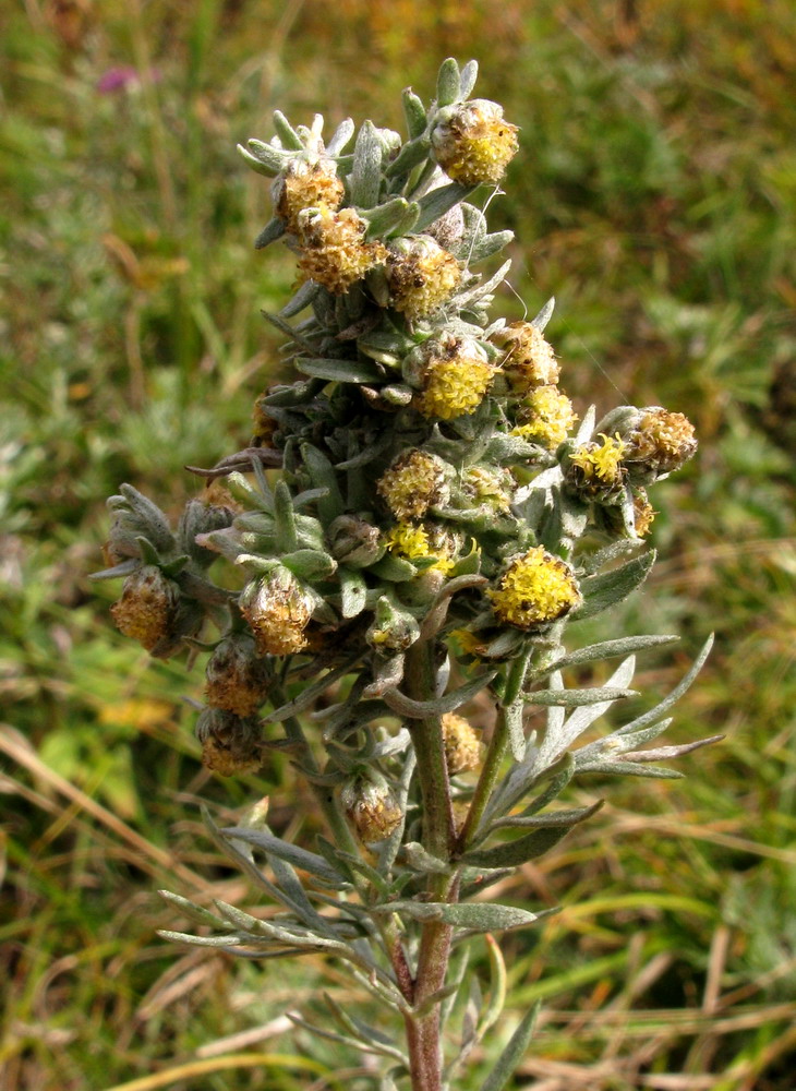 Image of Artemisia sericea specimen.