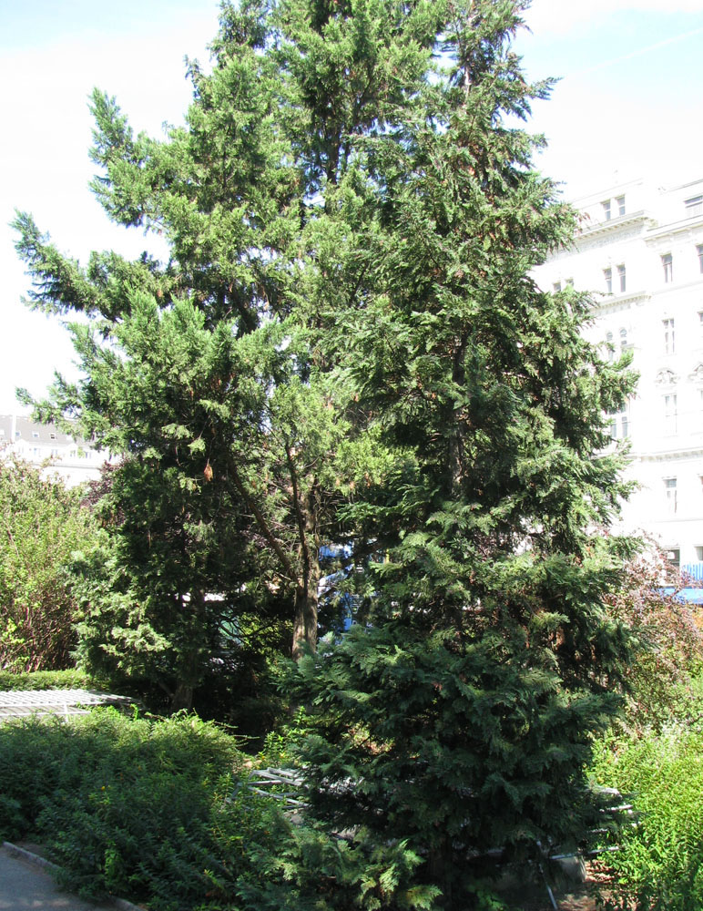 Image of Chamaecyparis lawsoniana specimen.