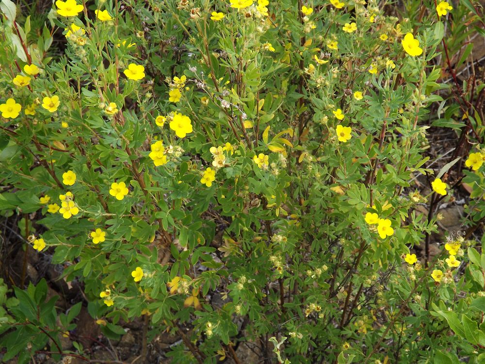 Image of Dasiphora fruticosa specimen.