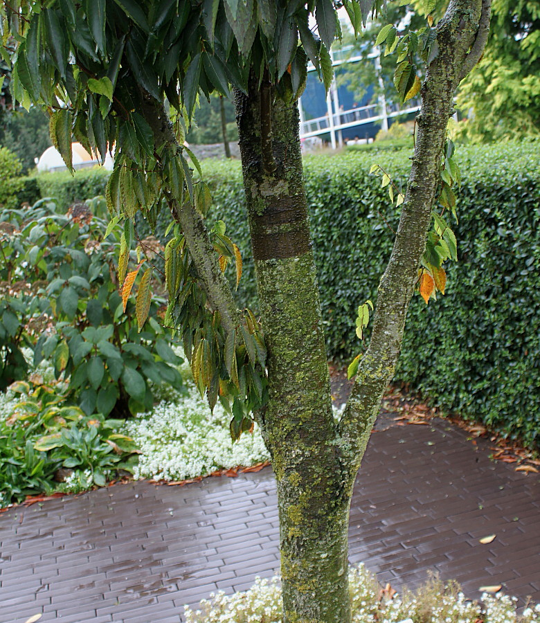 Image of Zelkova serrata specimen.