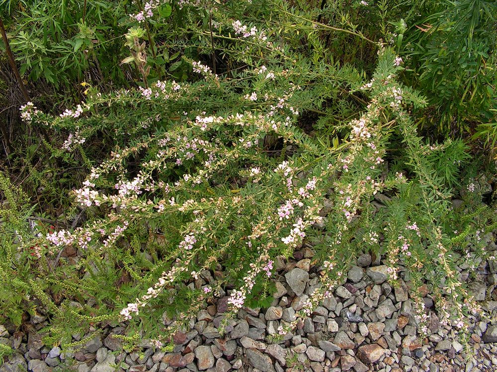 Изображение особи Lespedeza juncea.