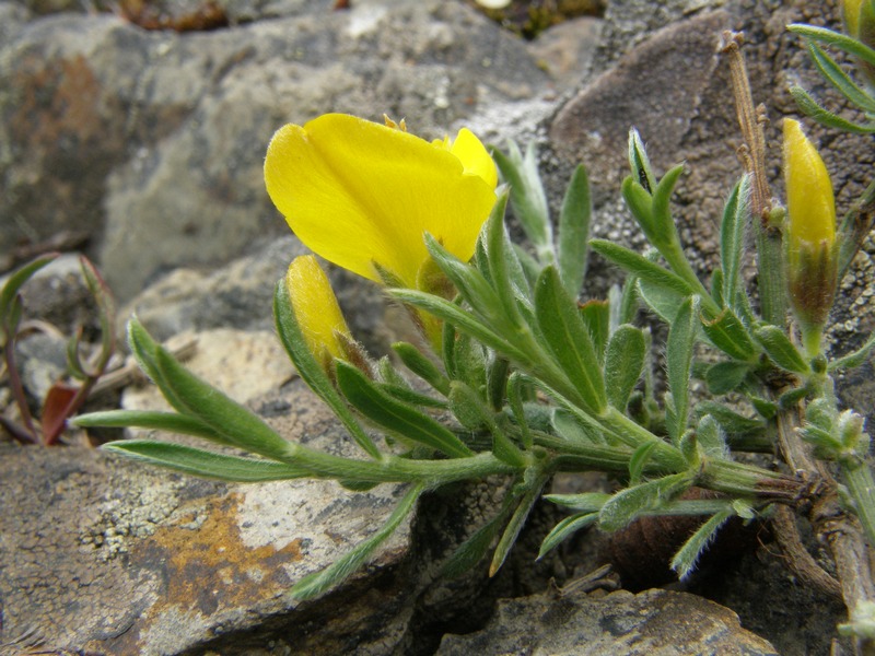 Image of Genista verae specimen.