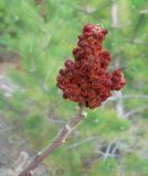 Rhus coriaria