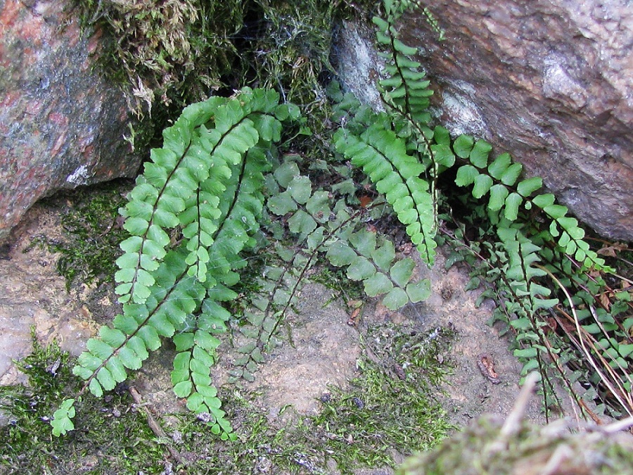 Изображение особи Asplenium trichomanes.