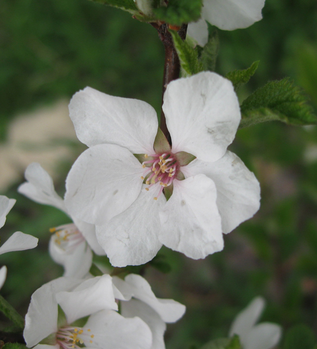 Image of Cerasus tomentosa specimen.