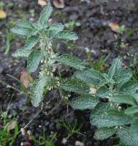 Marrubium vulgare. Верхушки побегов с соцветиями. Германия, г. Krefeld, ботанический сад. 21.10.2012.