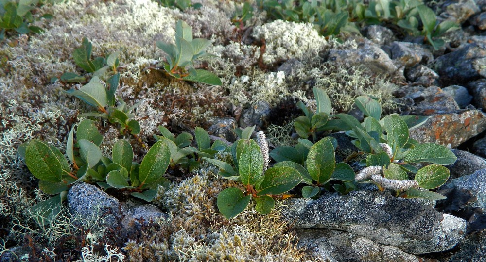 Image of Salix arctica specimen.