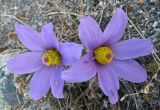 Pulsatilla turczaninovii