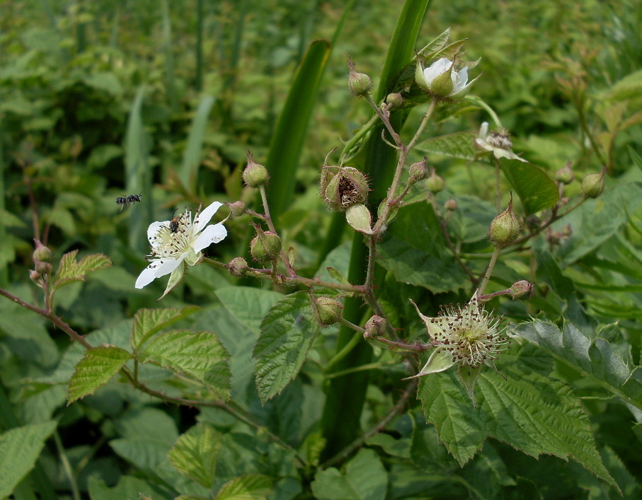 Image of Rubus caesius specimen.