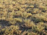 Artemisia pauciflora