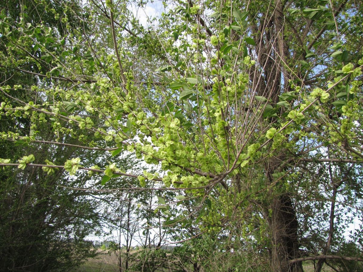 Image of Ulmus pumila specimen.