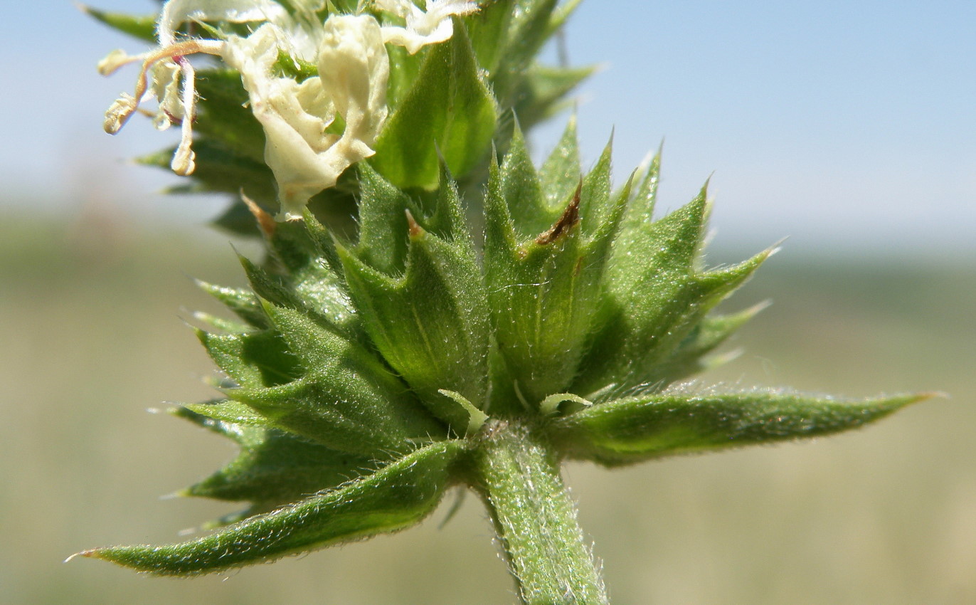 Image of Stachys recta specimen.