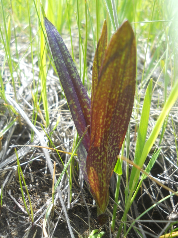 Image of Dactylorhiza incarnata specimen.