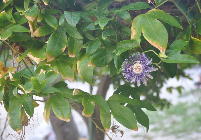 Image of genus Passiflora specimen.