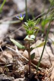 Veronica campylopoda