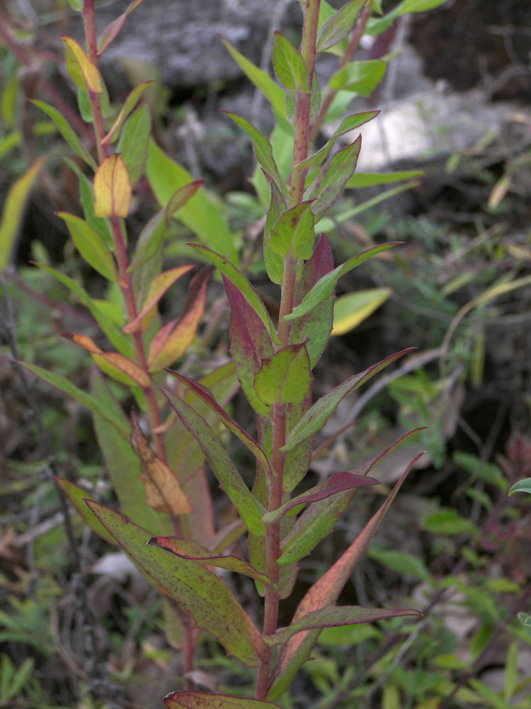 Image of Hieracium virosum specimen.