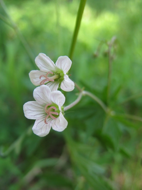 Image of Geranium asiaticum specimen.