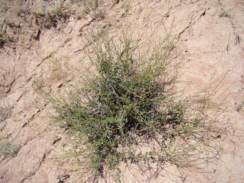 Image of Atraphaxis toktogulica specimen.