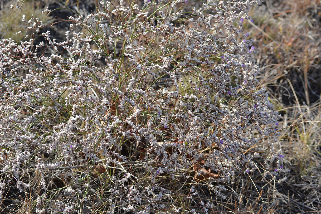 Изображение особи Limonium caspium.